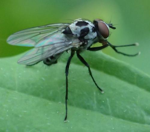 Réf. 289 564 : Anthomyia sp.